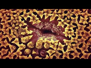 Expresiones Microscópicas