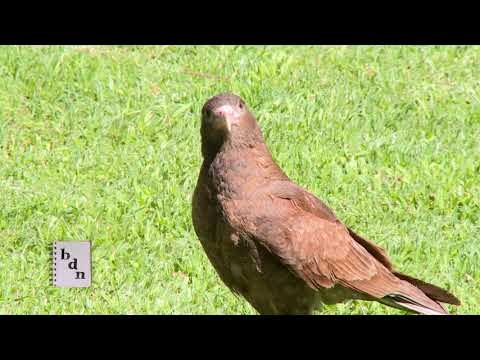 Guía Visual de Aves y Árboles - Reserva Forestal Urbana Casa Sobre el Arroyo