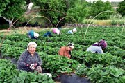 Kilosu 10 liradan satılan 'Vali Hanım Çileği' üreticinin yüzünü güldürdü! Hedef 800 ton