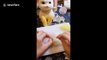 Chinese girl makes Pikachu out of wool after being inspired by 'Pokemon Detective Pikachu'