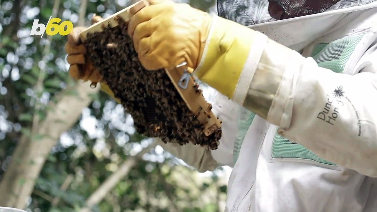 Bees Think Like Humans When It Comes to Numbers: Study