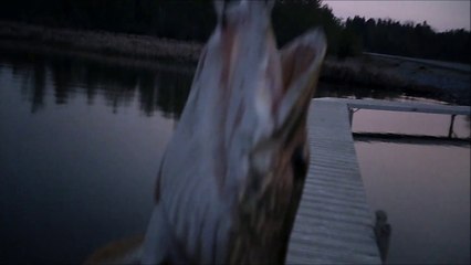 mch 90 gull lake catch it almost got my lip grabber.