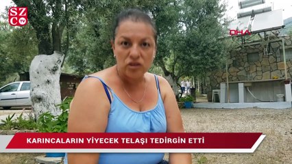 Karıncaların yiyecek telaşı tedirgin etti