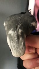 Bird Believes He's a Phone Alarm