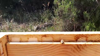 Arının Propolis Toplaması