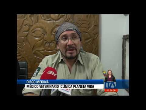 Encuentran un cóndor sin vida en el Parque Nacional Cotopaxi -Teleamazonas