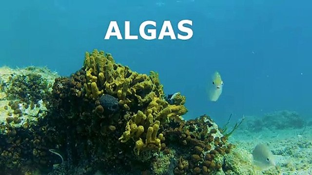 Carlos Michel Fumero: Algas