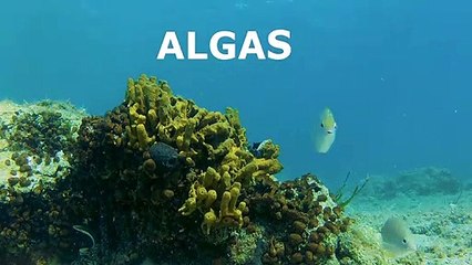 Carlos Michel Fumero: Algas