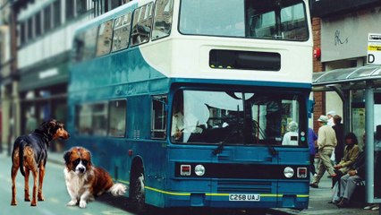 Stray Dogs Are Still Living In Chernobyl