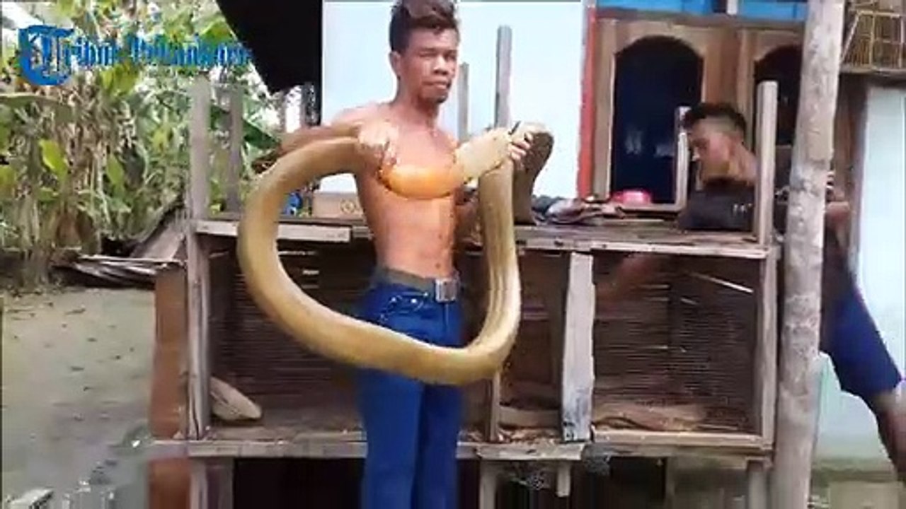 Il joue avec son énorme cobra royal... Impressionnant