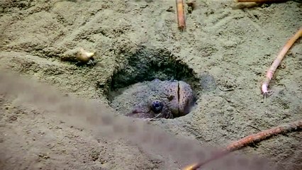 Ce poisson benthique camouflé capture un barracuda... Vitesse folle