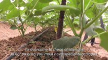 Qatar turns desert into giant vegetable farms
