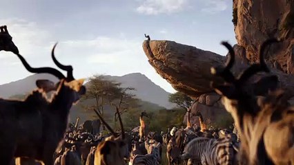 IL RE LEONE - L'unico Vero Re