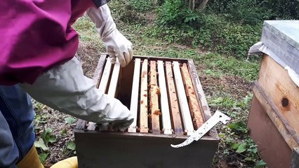 Sıfırdan Arıcılık Öğreniyorum - 6.Bölüm (Bal Geliyor Mu)