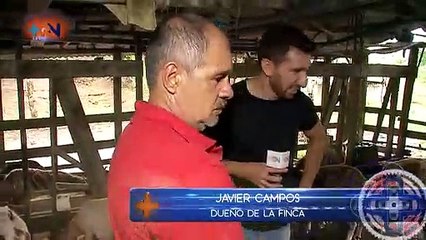 Ponga a Juank a Bretear- Ganadero Caprino