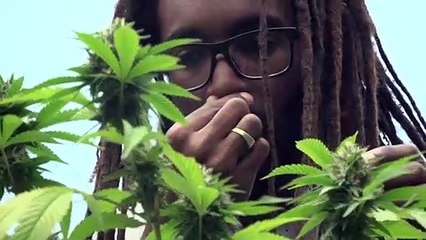 Jamaica em busca da ‘cannabis perdida’