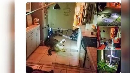 Surprise en pleine nuit... Un alligator dans la cuisine !