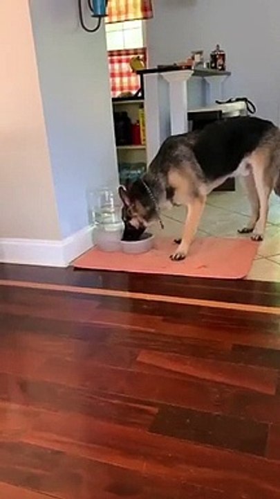 Un chien ne comprend pas les bulles dans son eau