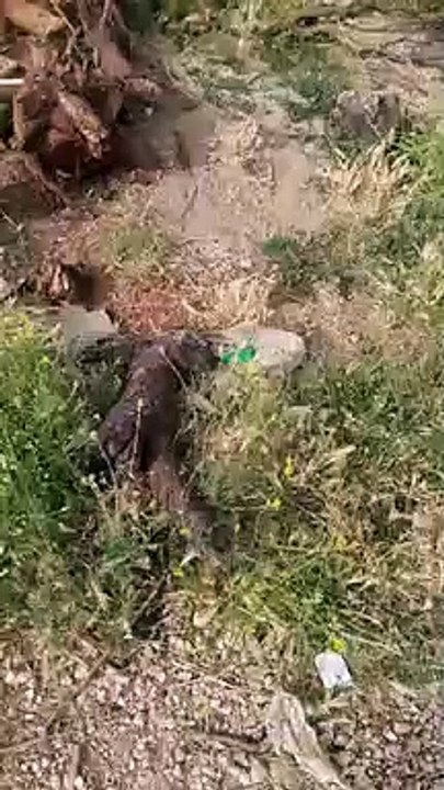 تهيديدات بالحرق تجبر لاجئين سوريين على الفرار من مخيم لهم بلبنان (صور + فيديو)تهيديدات بالحرق تجبر لاجئين سوريين على الفرار من مخيم لهم بلبنان (صور + فيديو)