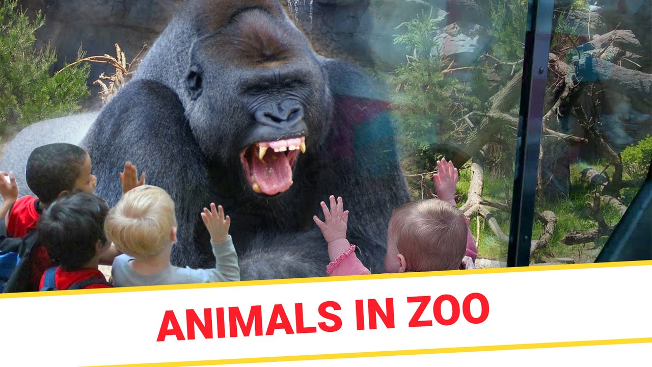 Animals in zoo