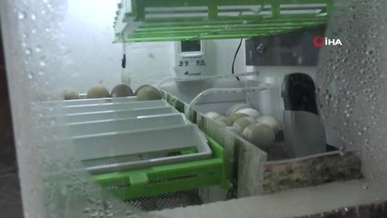 Öğrenciler istedi, okula mini çiftlik kuruldu