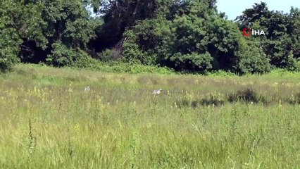 Nesli tükenme tehlikesi altındaki Anadolu dağ turnası görüntülendi