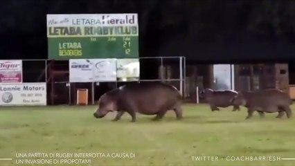 Una partita di rugby interrotta a causa di un’invasione di ippopotami
