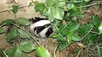 Nesli tükenme tehlikesi altındaki porsuk Erzincan'da görüntülendi