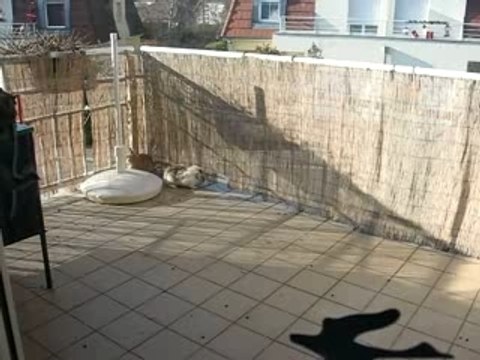 clara, morgane et titof mes lapins cochons