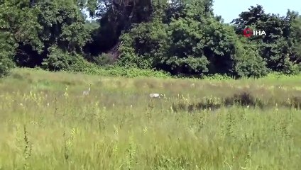 Samsun'da Anadolu Dağ Turnası Görüntülendi