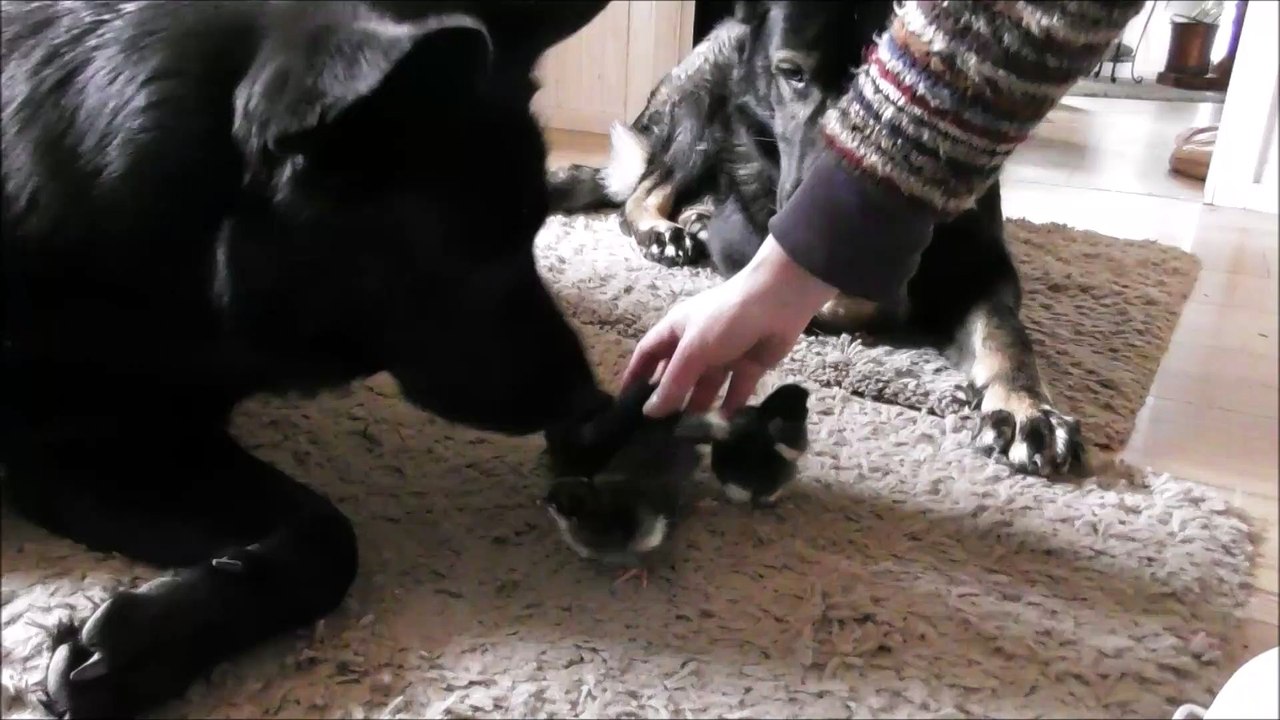 Two dogs and five chicks
