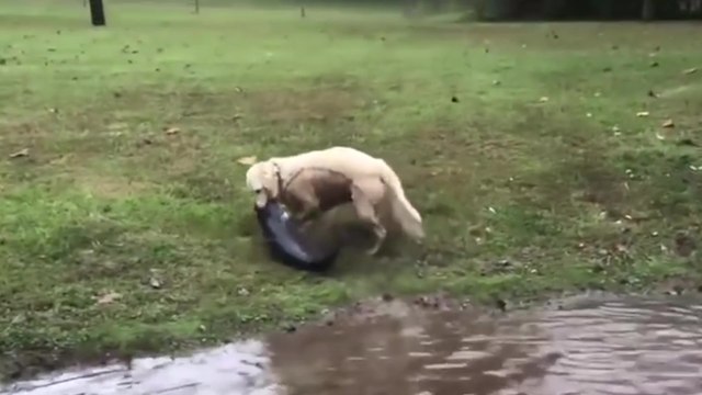 Un chien attrape un poisson-chat de sa taille et le traîne hors du lac