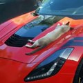 VÍDEO: un gato y un Corvette, ponedle vosotros el titular