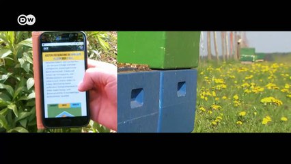 الذكاء الاصطناعي في خلية النحل