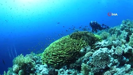 İzmir Körfezi'nde "boru kurdu" türüne rastlandı