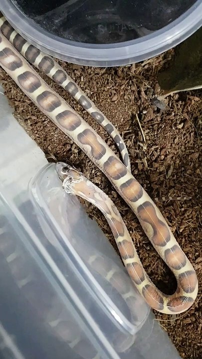 Scaleless Snake Shedding Skin