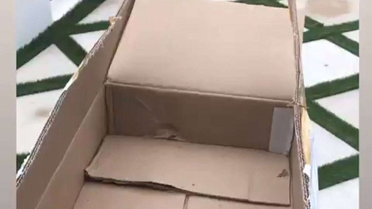 La "pequeña mascota" de Jamaal Charles