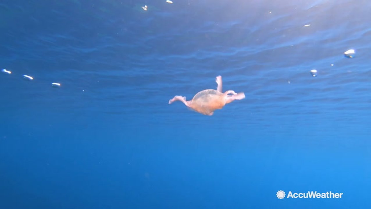 Jellyfish goes for a spin in a bubble ring