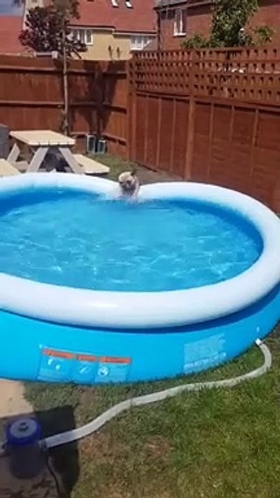Besoin de vacances ? Ce chien aussi... Tous à la piscine !