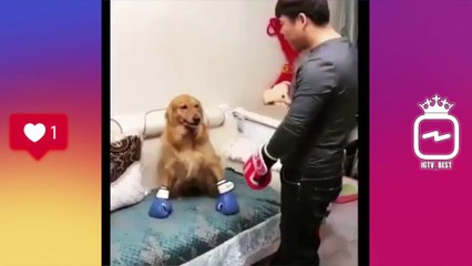 Funny Animals Compilation 2019 