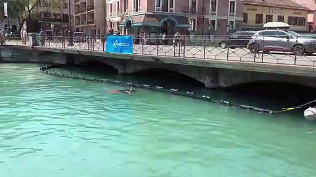 Annecy installe un barrage flottant pour sauver ses bébés cygnes de la noyade