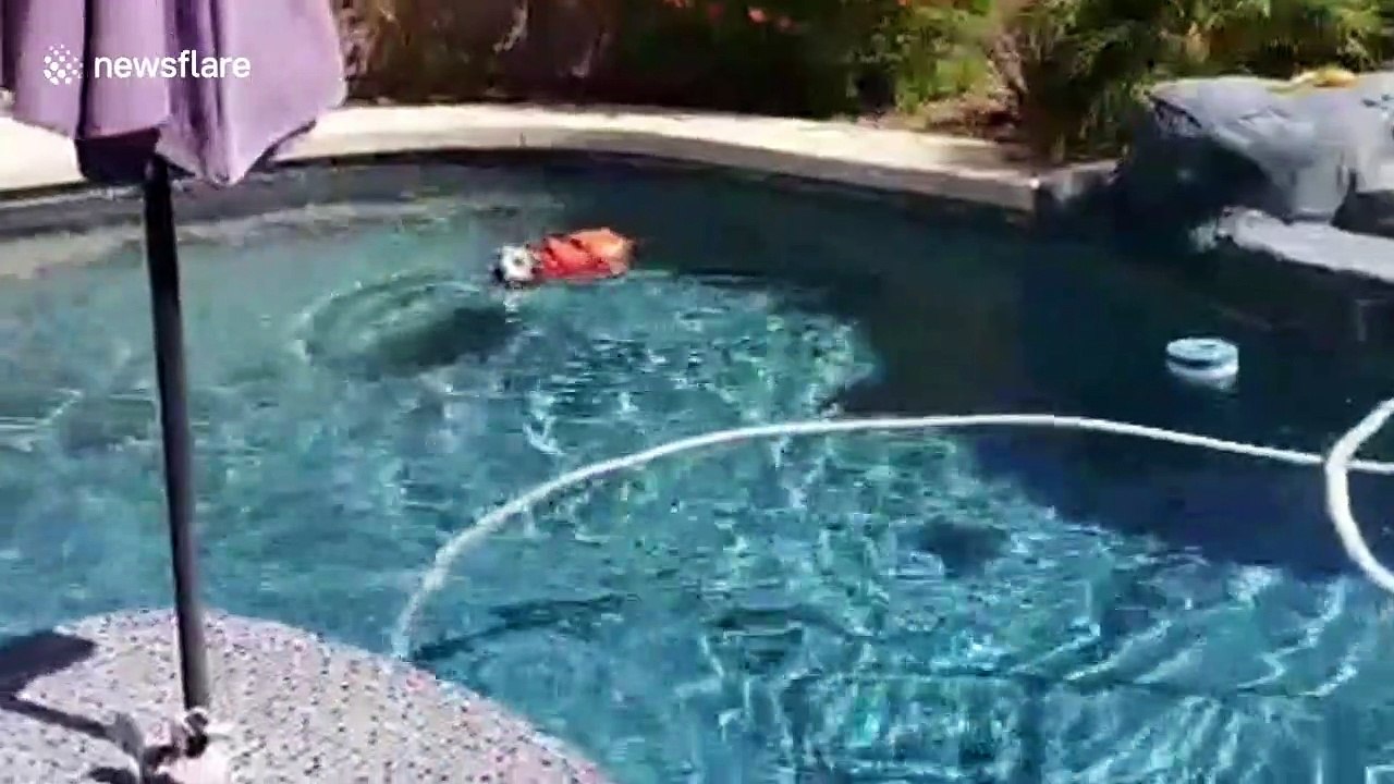 Senior dog who swims until he collapses given life jacket in Arizona