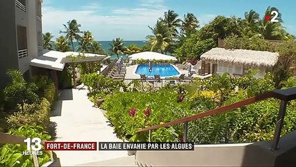 Environnement : les sargasses envahissent les Antilles et plombent le tourisme