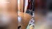 Tiny kitten walking past mirror in China is terrified of its own reflection