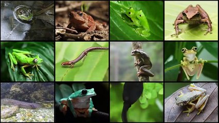 Amphibians Face Mass Extinction as Fungus Spreads Across the World - National Geographic