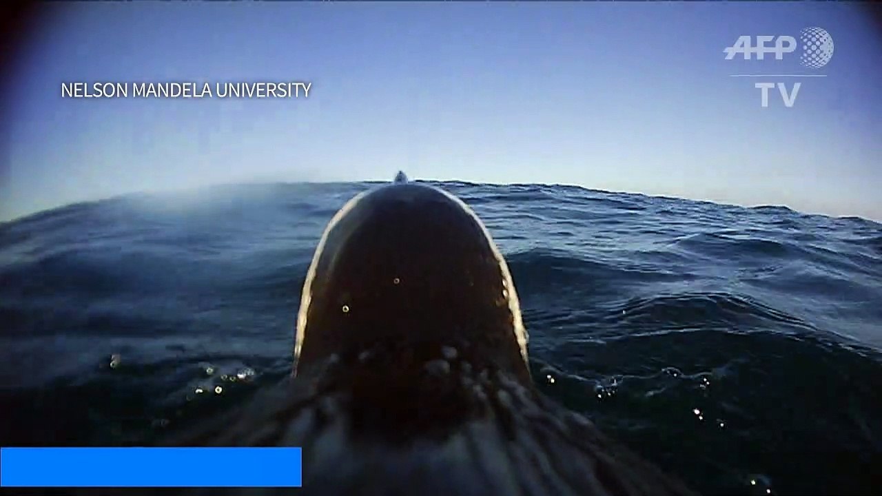 Vídeo prova ‘solidariedade’ de pinguins com aves marinhas