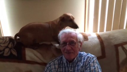 Funniest Dachshund Wiener Dog Compilation 2019