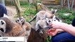 Un bébé lémurien né au parc animalier de Challandes à Genève, sauvé au biberon