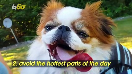 Dog Days of Summer! 5 Tips to Remember When Bringing Your Dog to the Beach