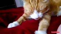 Best Funny Videos  Dancing Cats